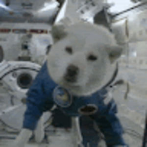 Meet your Posher, Abigail